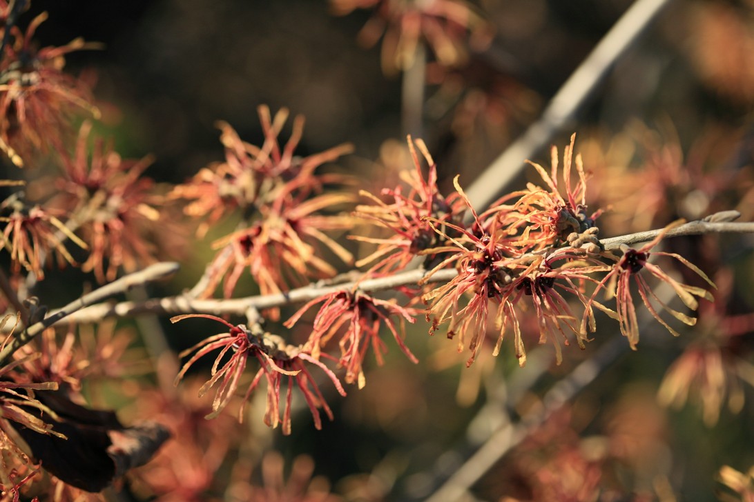 Hamamelis intermedia 'Aurora'