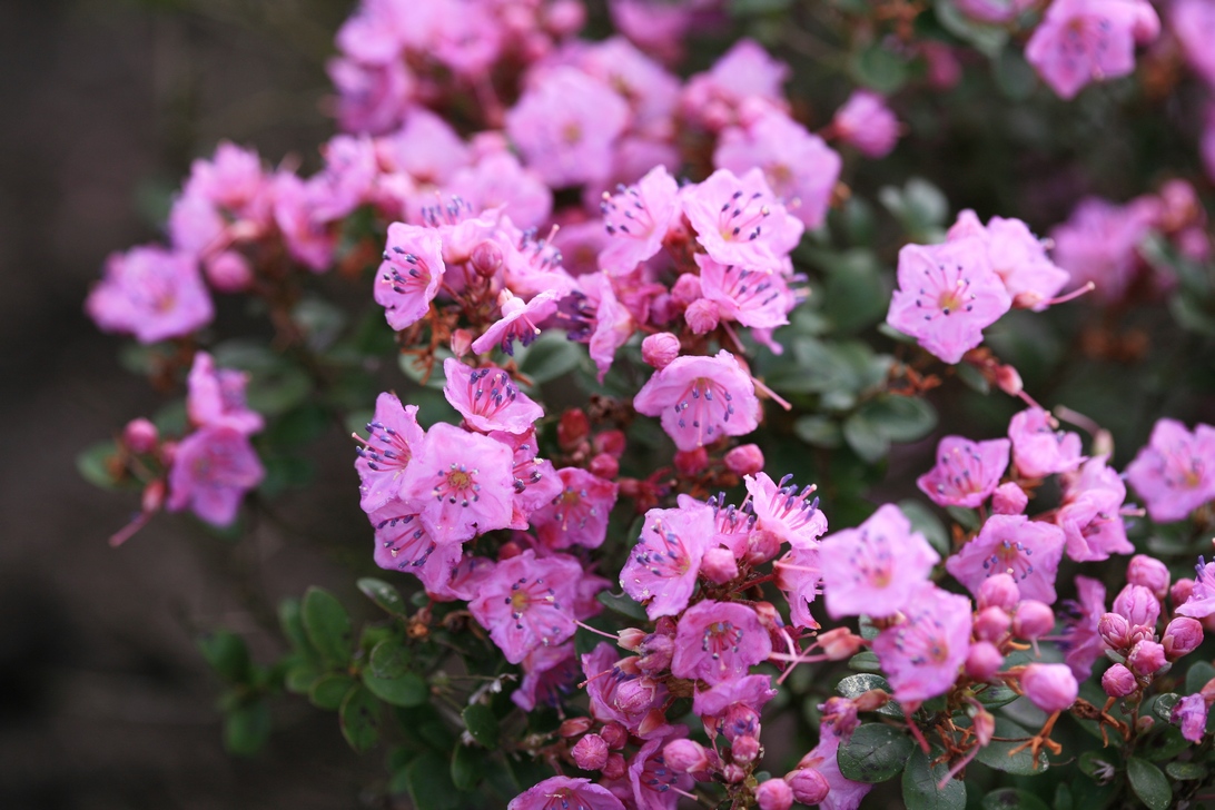 Abbildung und Beschreibung von Kalmiopsis leachiana