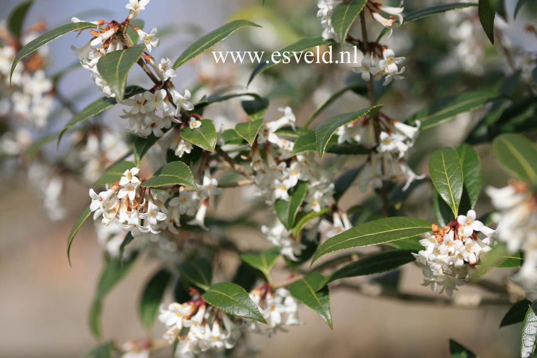 Osmanthus suavis