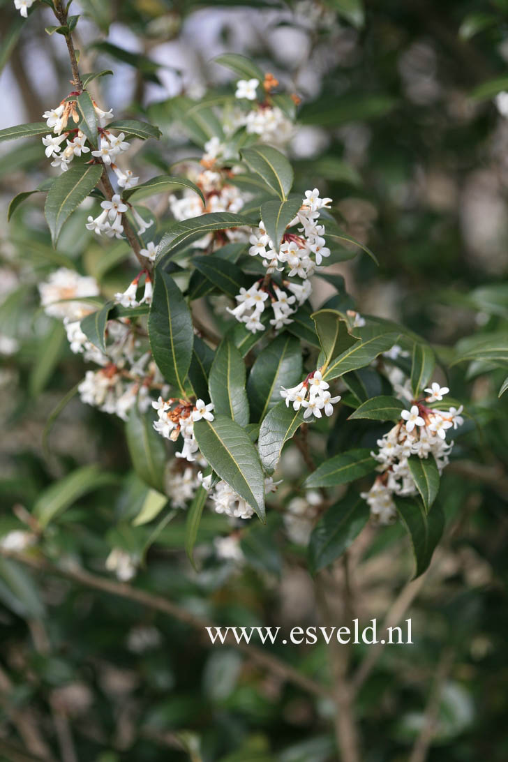 Osmanthus suavis