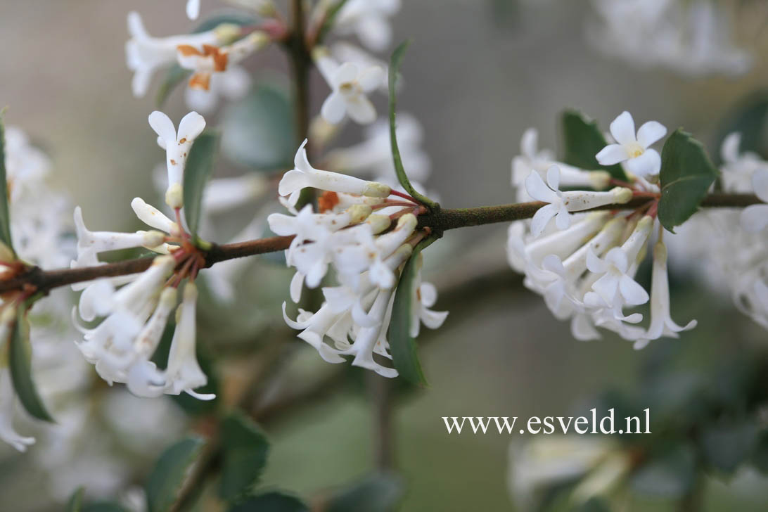 Osmanthus delavayi