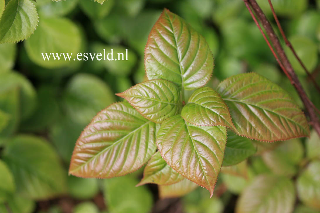 Hydrangea anomala