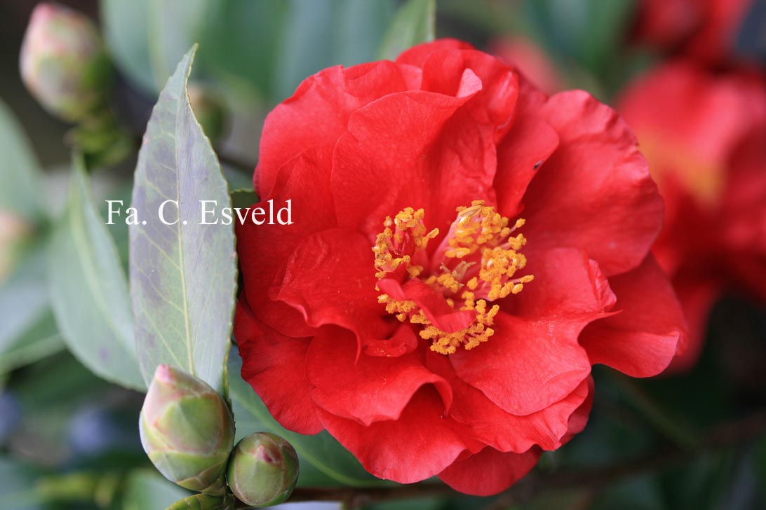 Camellia japonica 'Bob Hope'