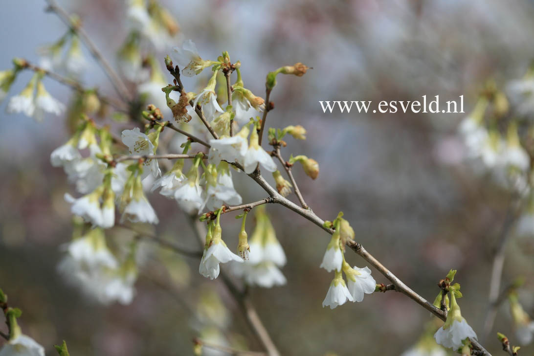 Prunus incisa 'Fujiyama'