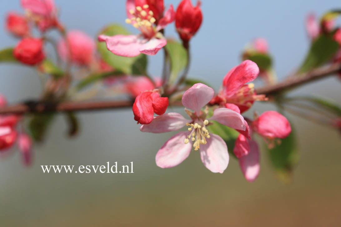 Malus floribunda