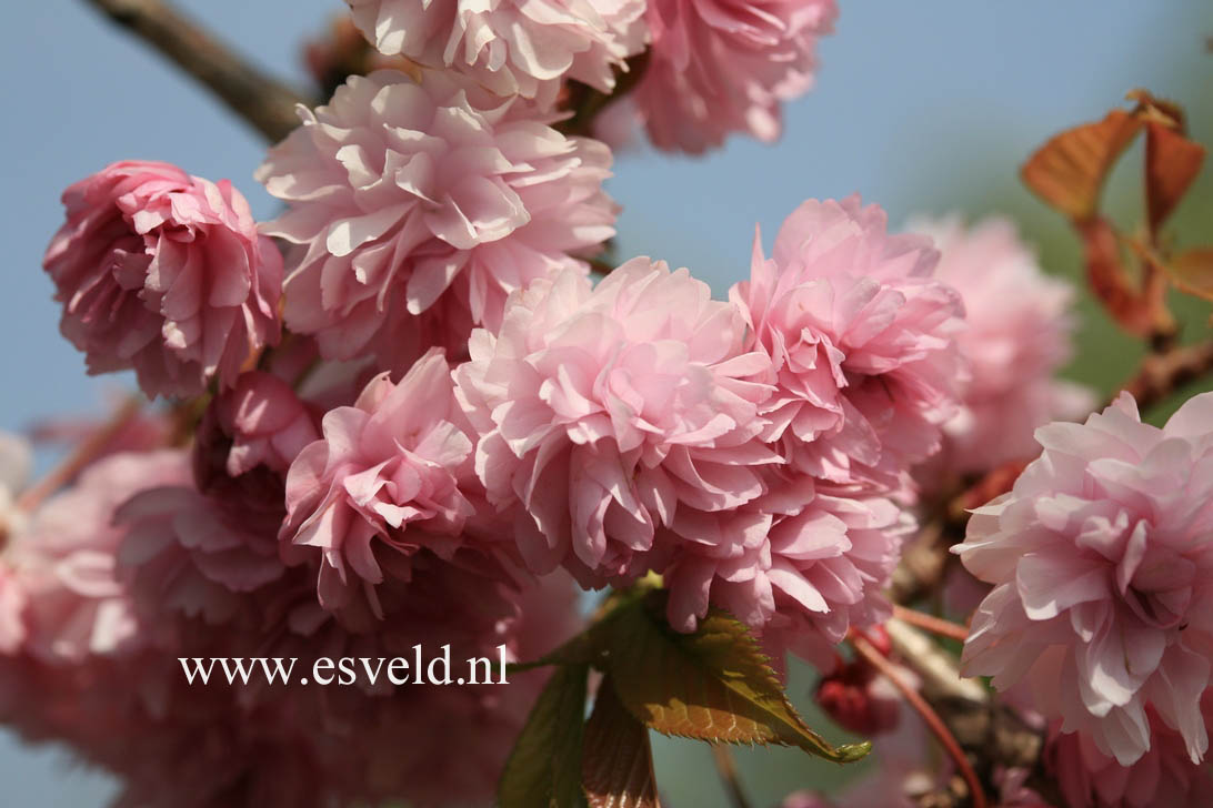 Prunus 'Kiku-shidare-zakura'