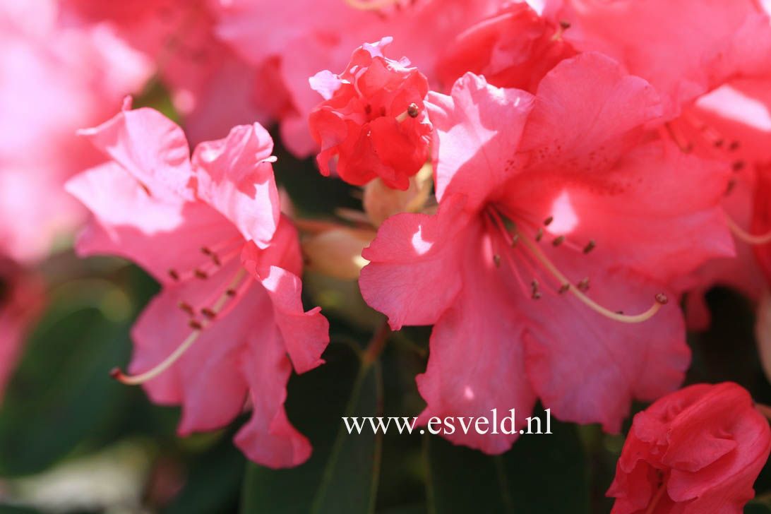 Rhododendron 'Linda'