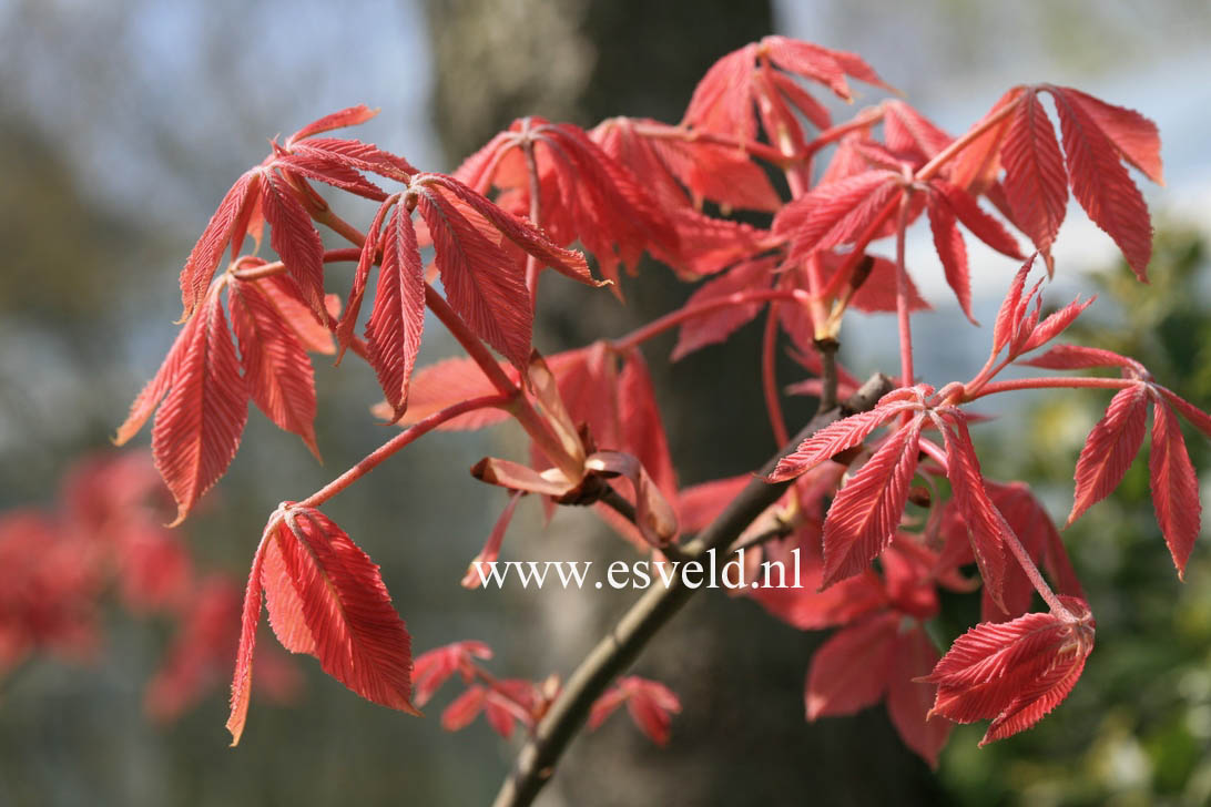 Aesculus neglecta 'Erythroblastos'