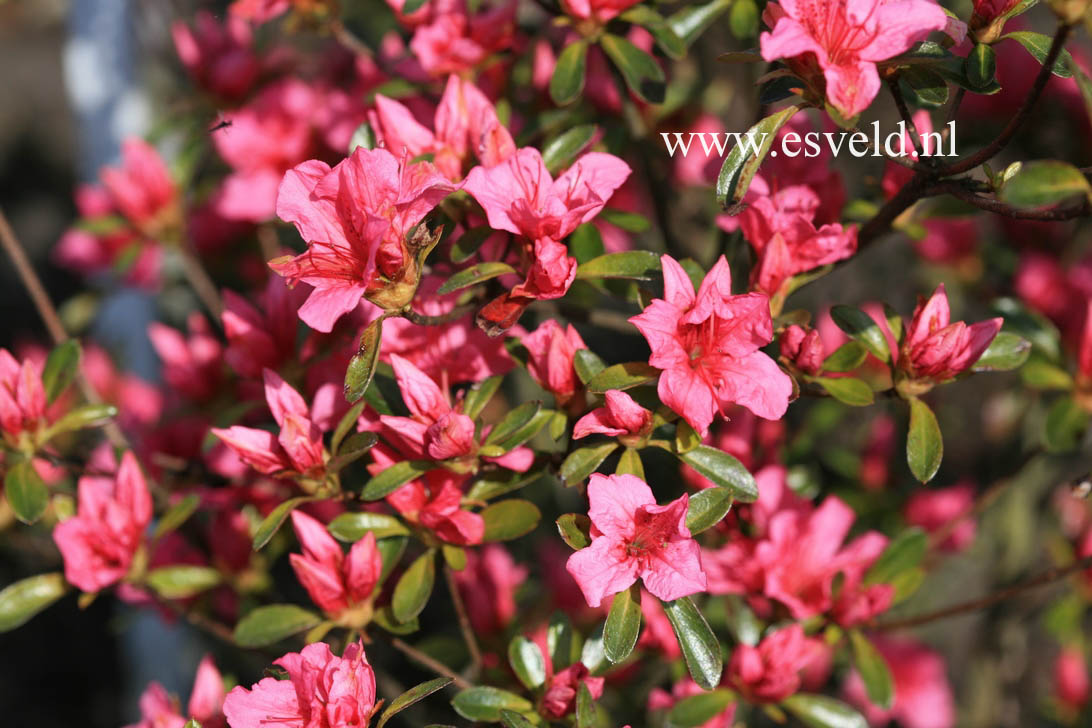 Azalea 'Aladdin'