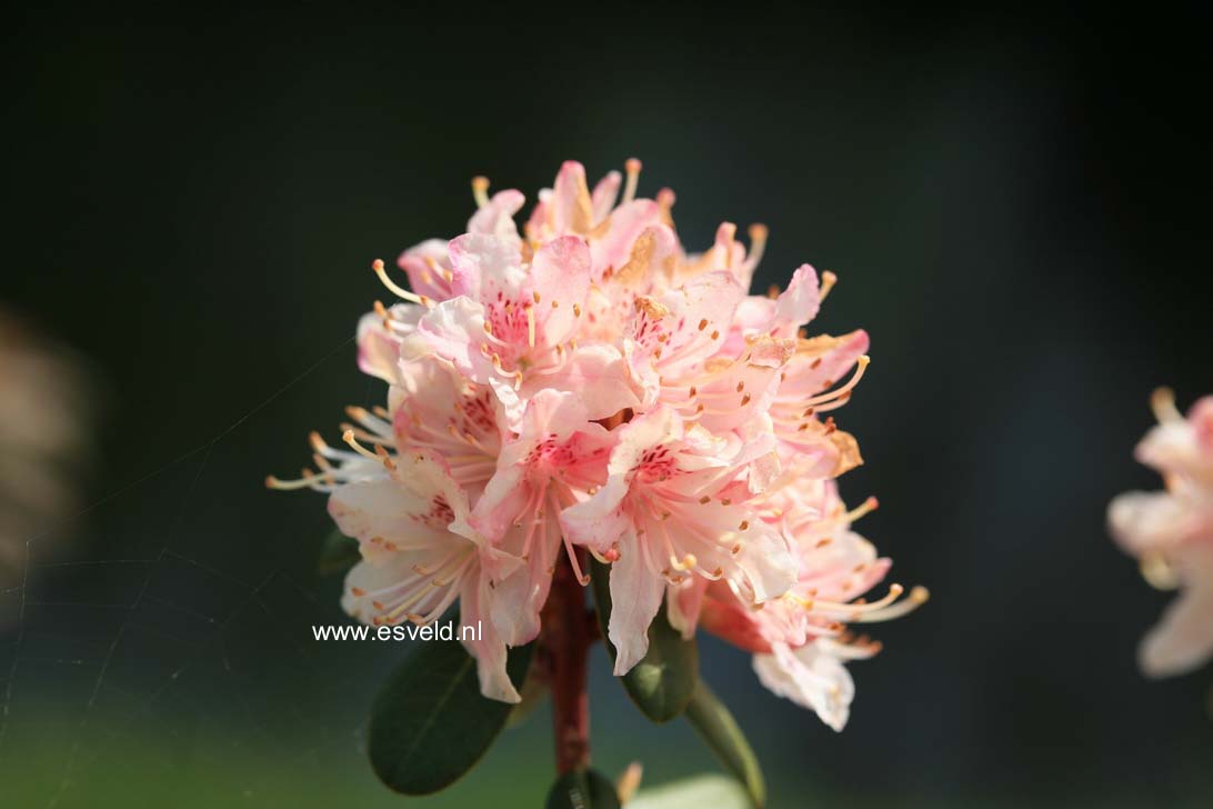 Rhododendron racemosum 'Apricot Beauty'