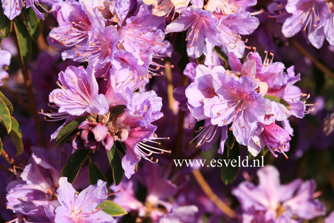 Rhododendron 'St. Tudy'