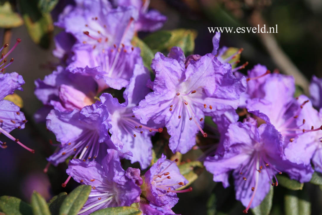 Rhododendron 'Blaumeise'