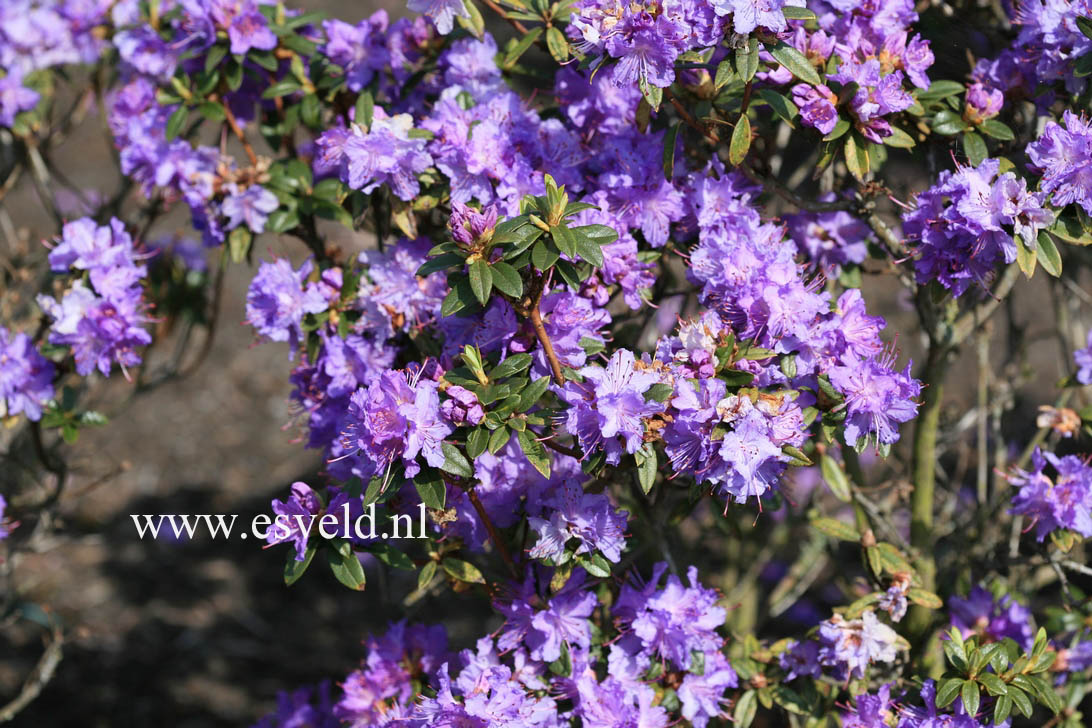 Rhododendron 'Blaumeise'