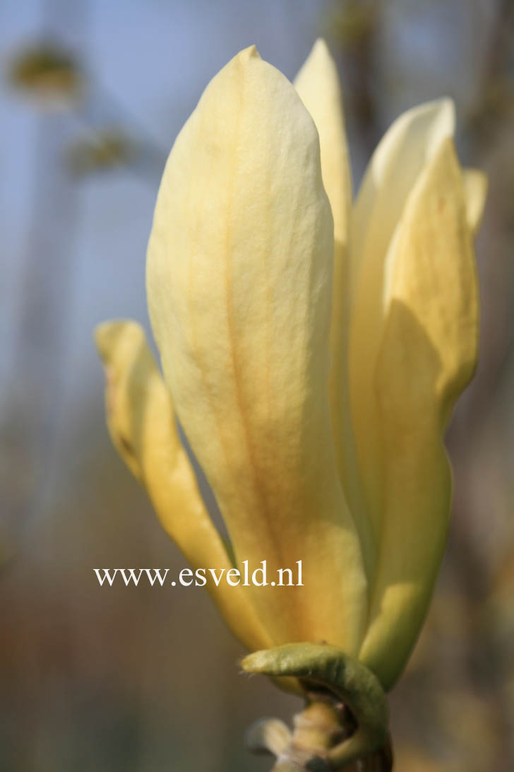 Magnolia 'Limelight'