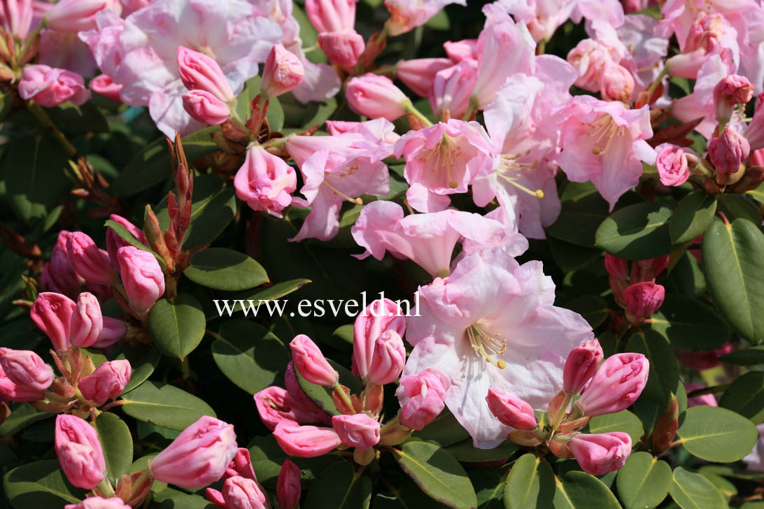 Rhododendron 'Pipaluk'