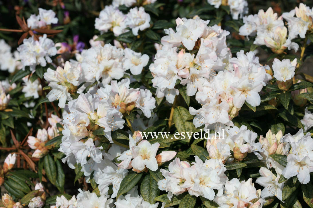 Rhododendron 'Dora Amateis'