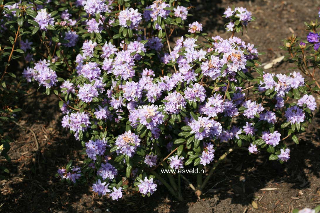 Rhododendron polycladum