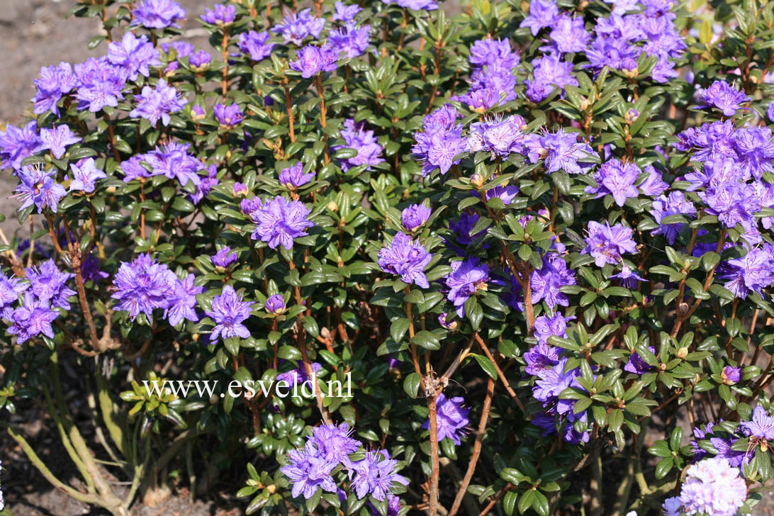 Rhododendron 'Sapphire'