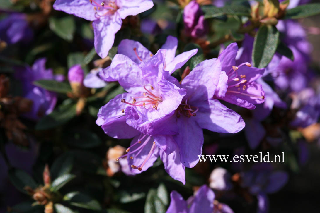 Rhododendron 'Lilian Harvey'