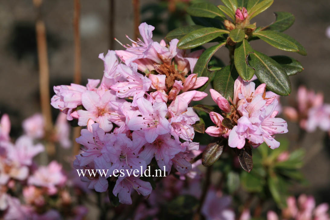 Rhododendron 'Lilian Harvey'