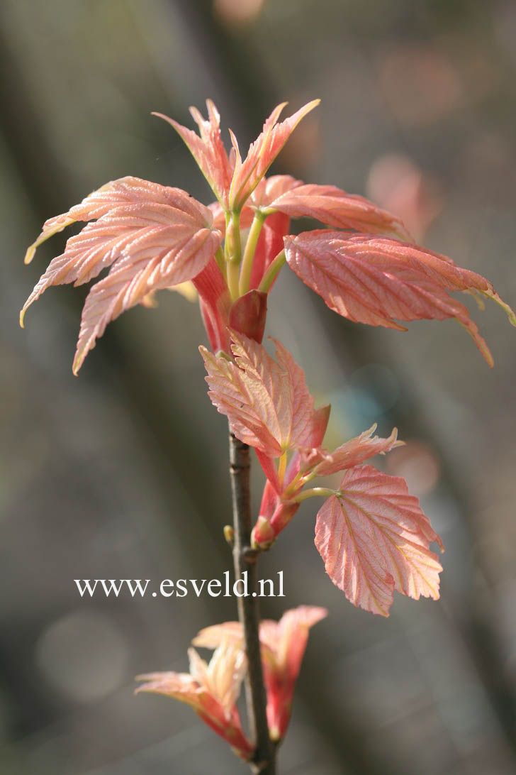 Acer pseudoplatanus 'Brilliantissimum'