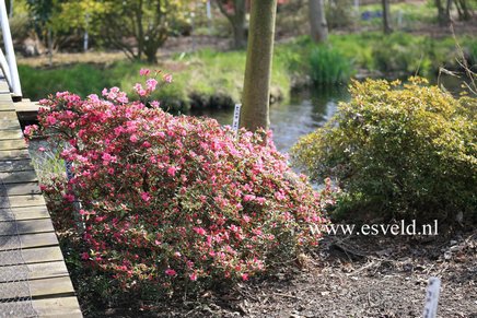 Azalea 'Boudoir'