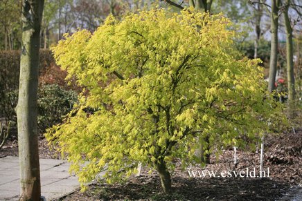 Acer palmatum 'Omura yama'