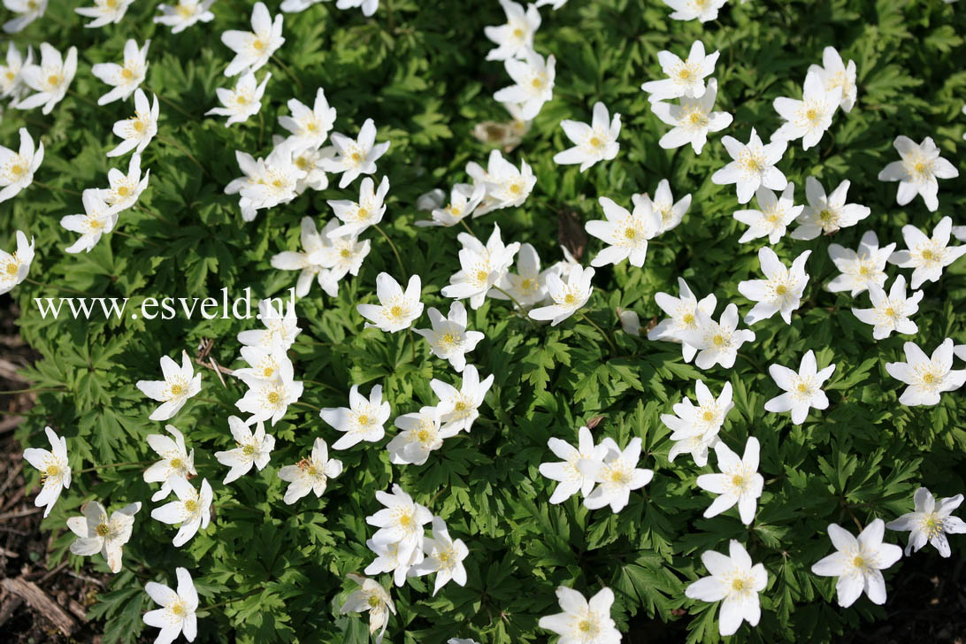 Anemone nemorosa