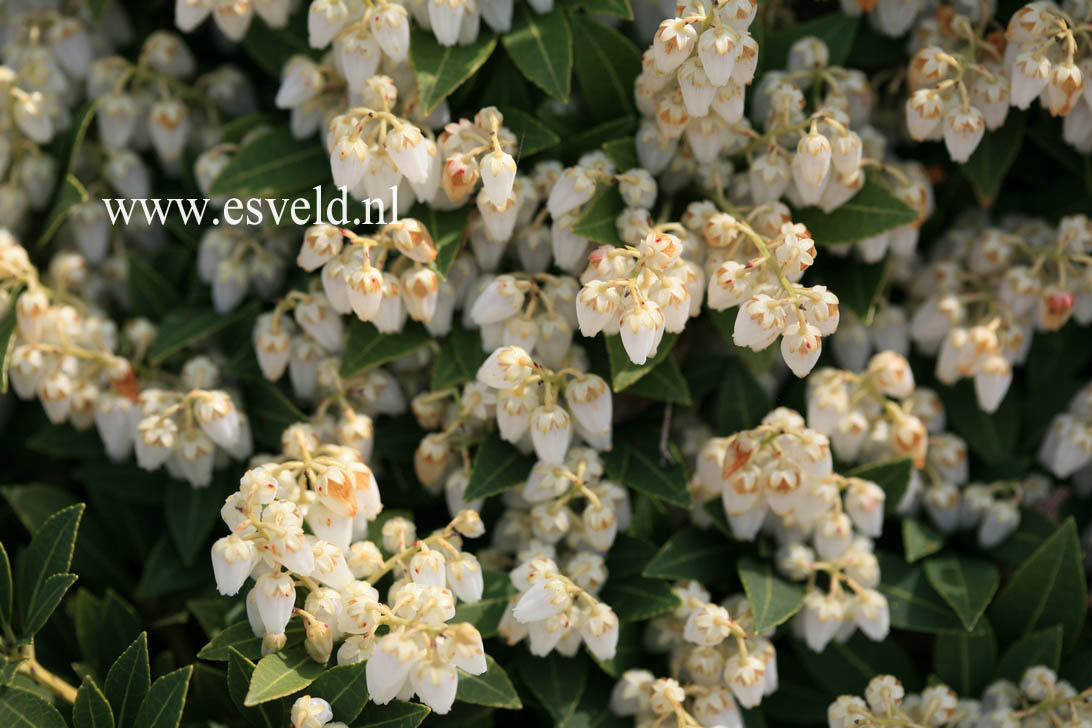 Pieris japonica 'Cavatine'