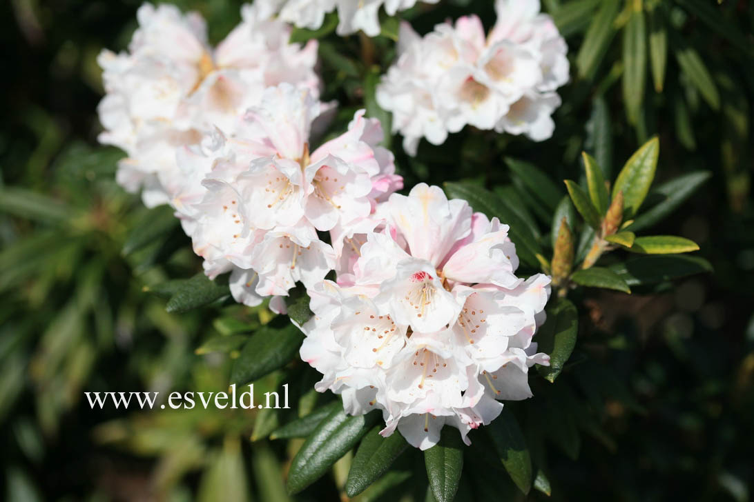 Rhododendron 'Blewbury'