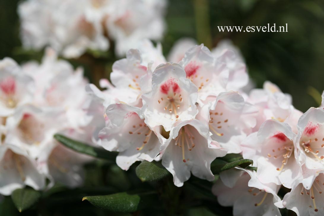 Rhododendron 'Blewbury'