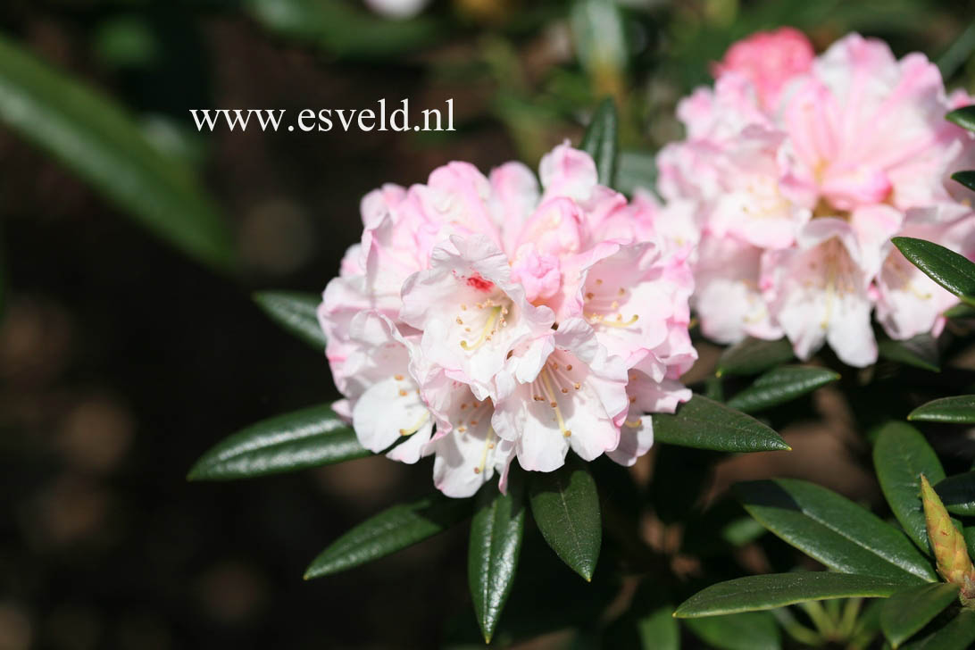 Rhododendron 'Blewbury'