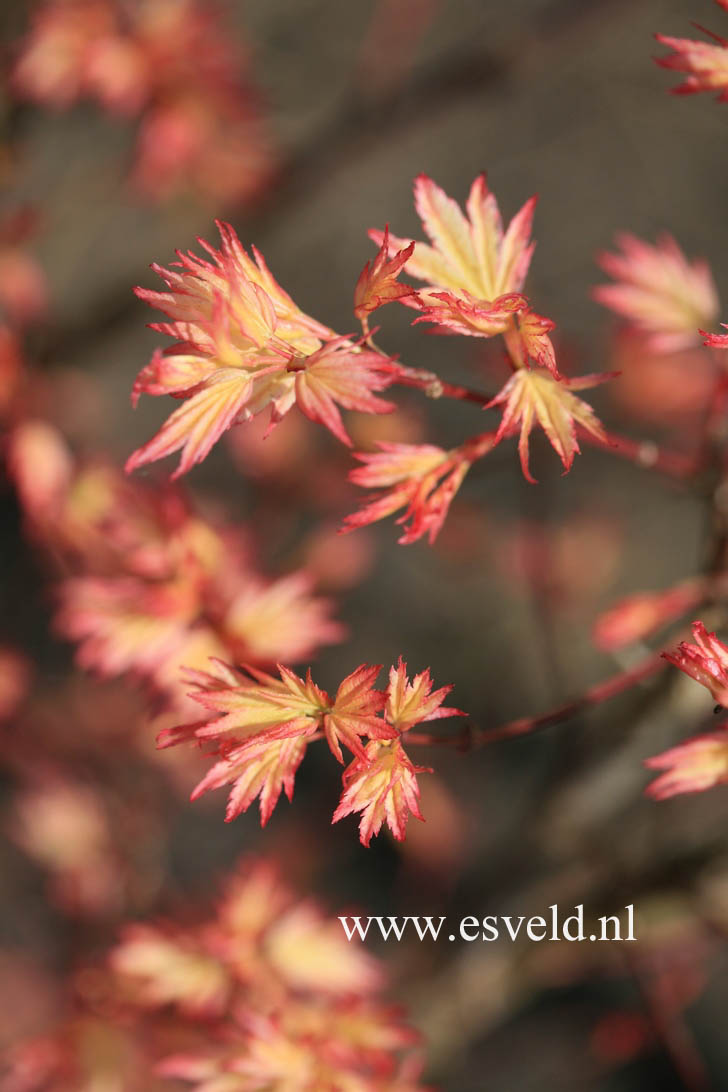 Acer palmatum 'Kawahara Rose'