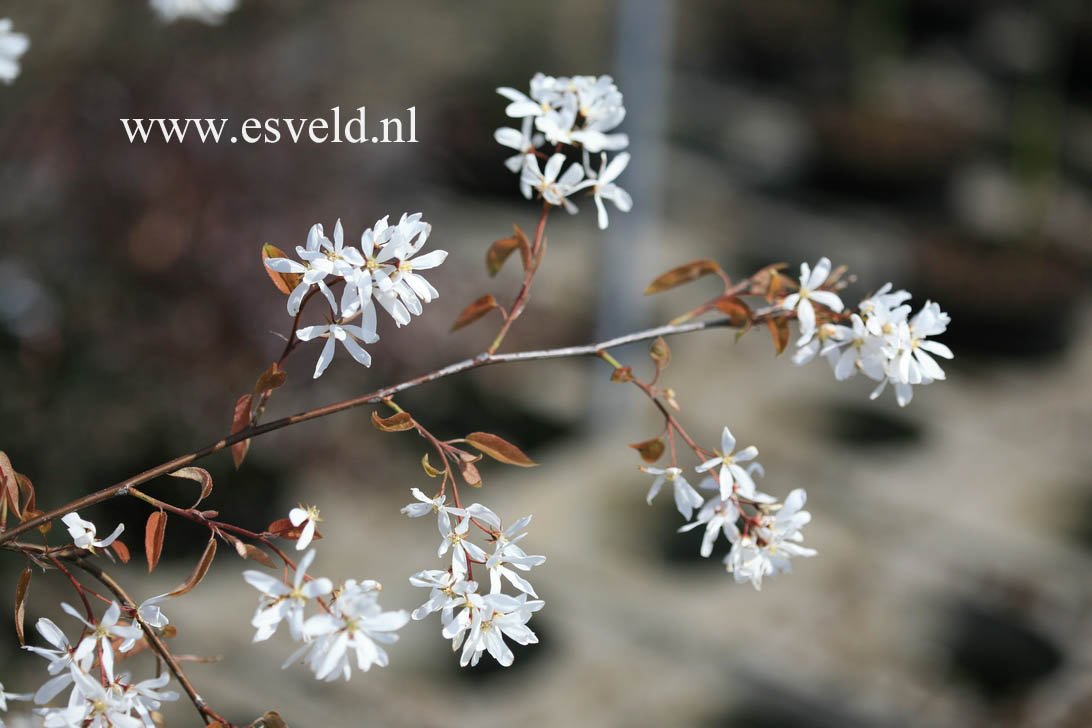 Amelanchier laevis