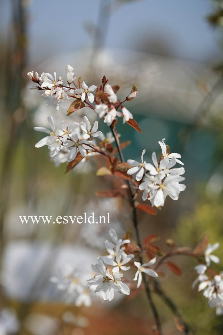 Amelanchier laevis