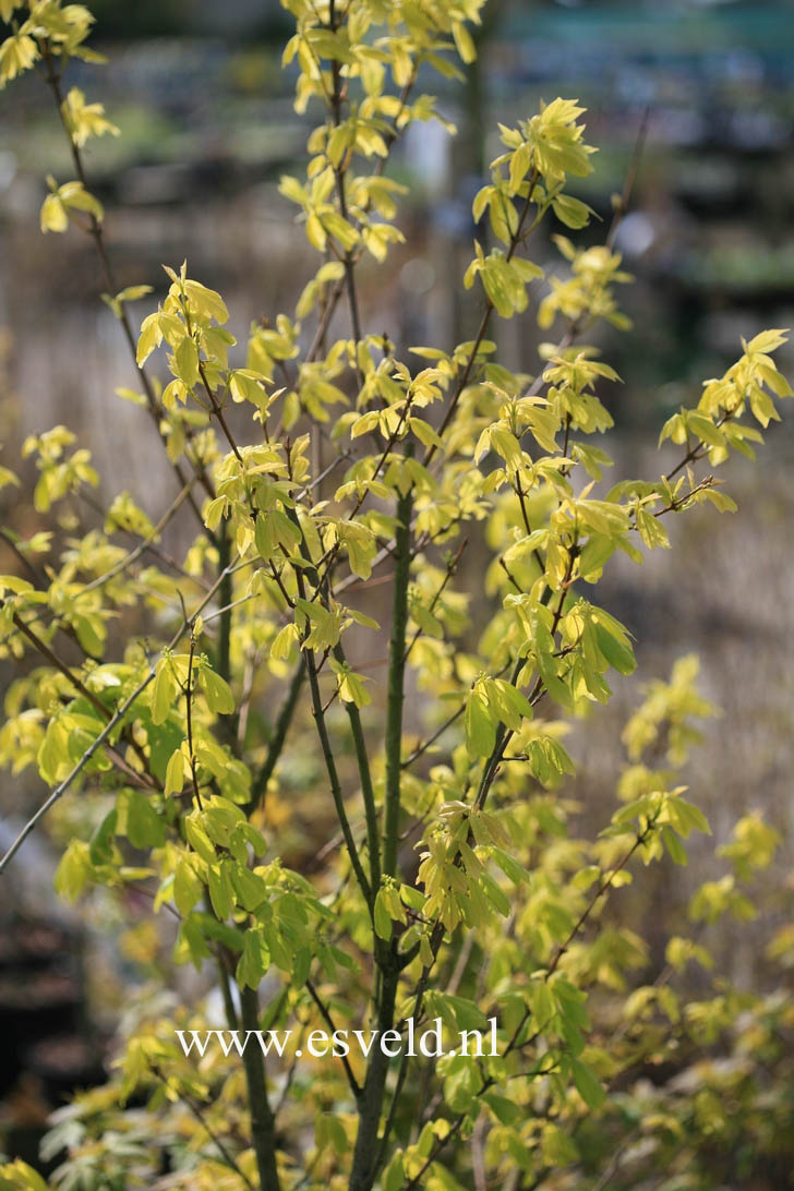 Acer buergerianum 'Kohshi miyasama'