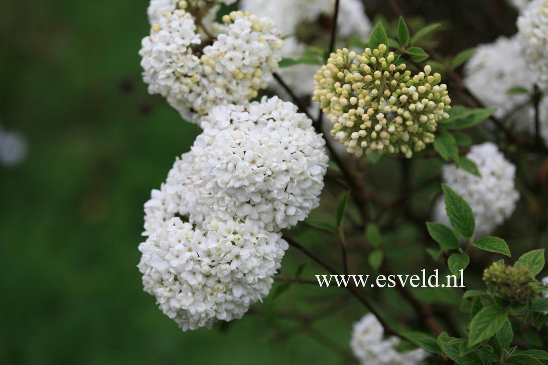 Viburnum 'Eskimo'