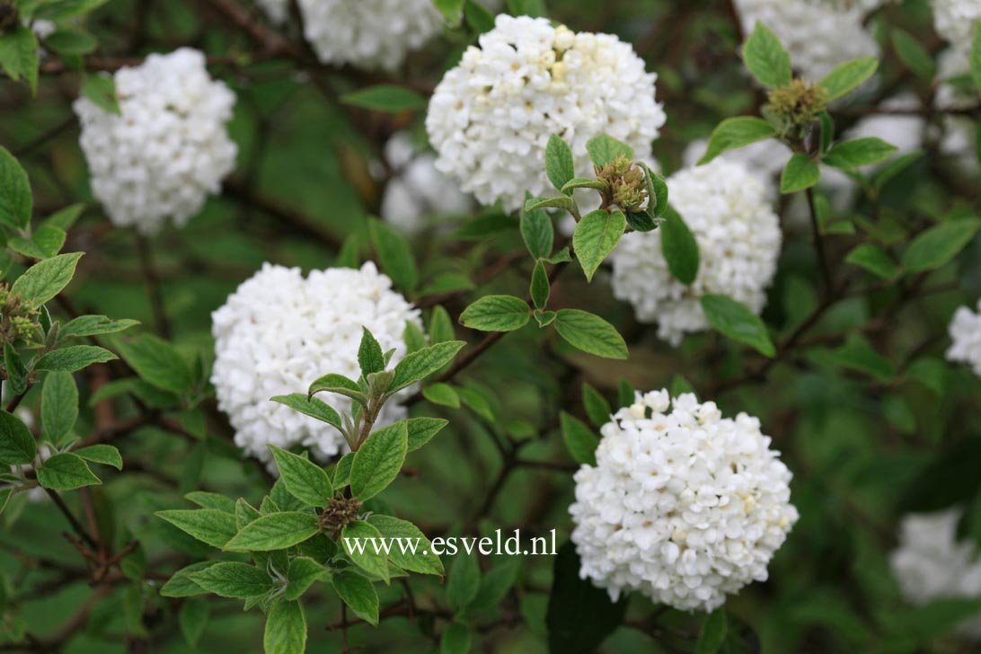 Viburnum 'Eskimo'