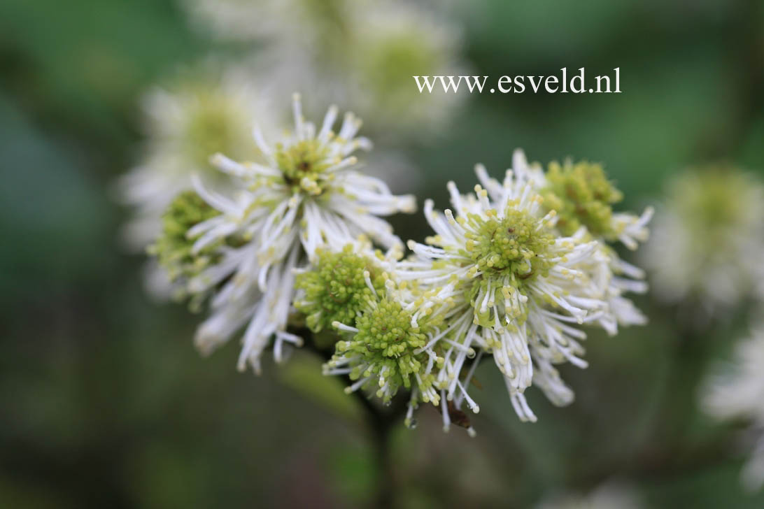 Fothergilla gardenii 'Mount Airy'