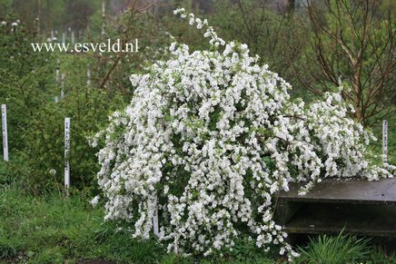 Exochorda 'The Bride'