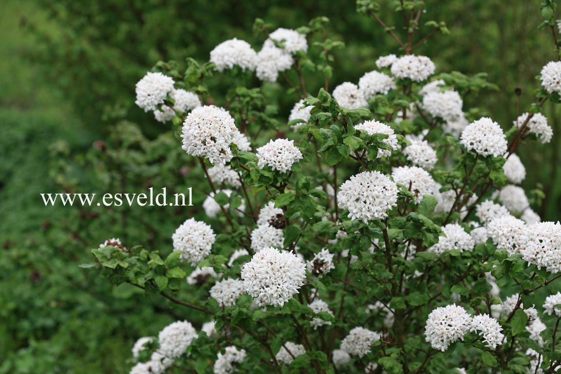 Viburnum carlcephalum 'Cayuga'