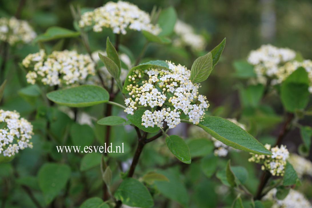 Viburnum lantana 'Mohican'