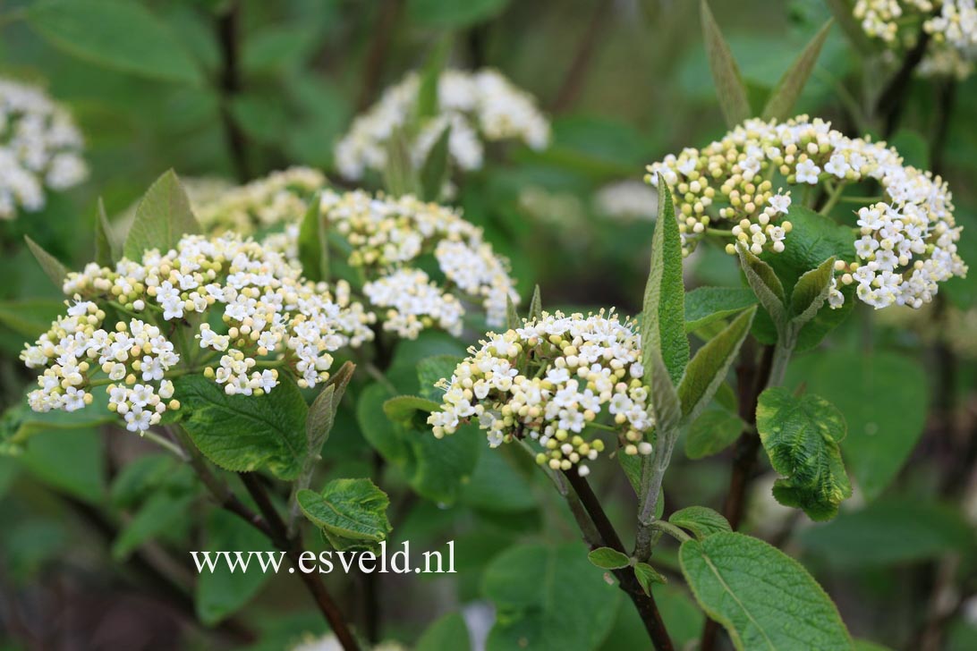 Viburnum lantana 'Mohican'