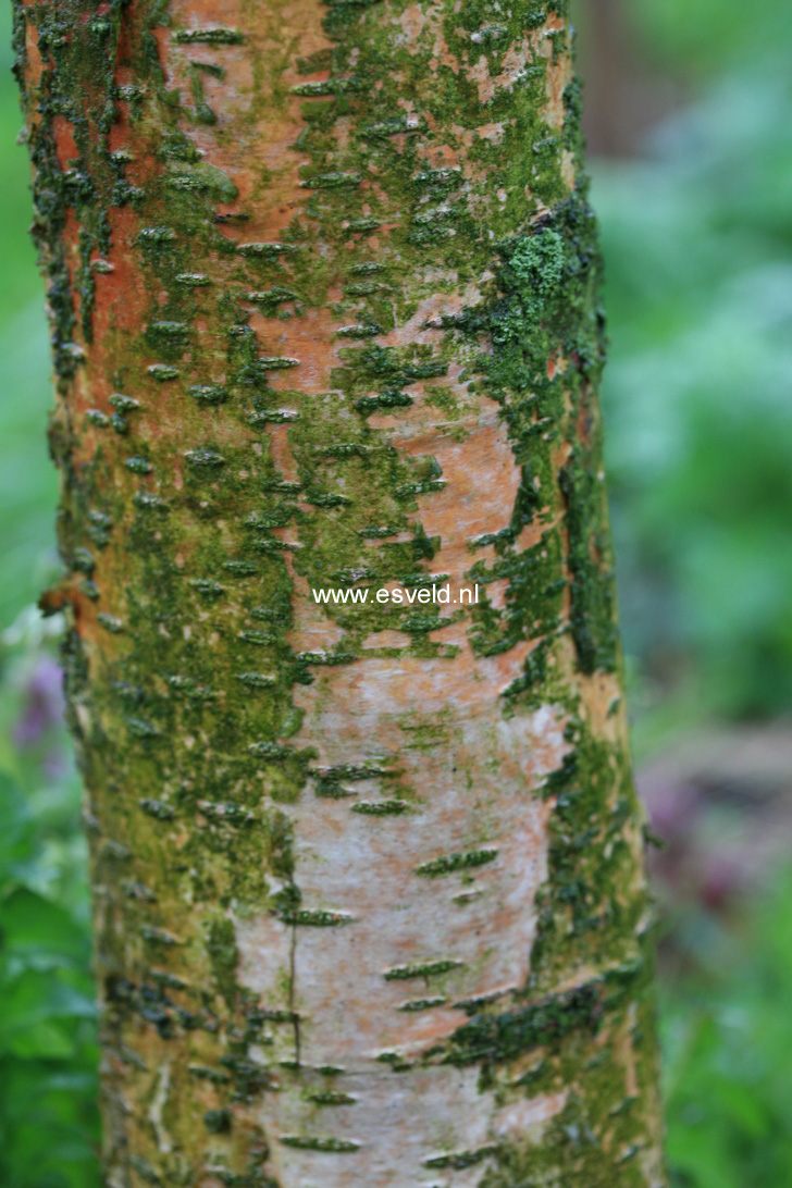 Betula papyrifera 'Vancouver'