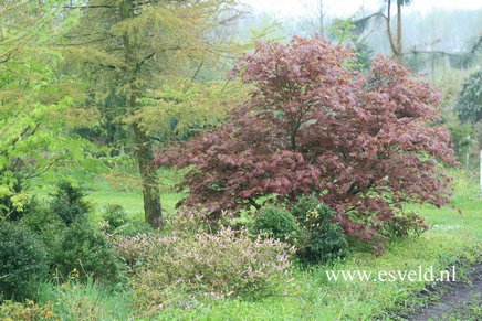 Acer palmatum 'Mirte'