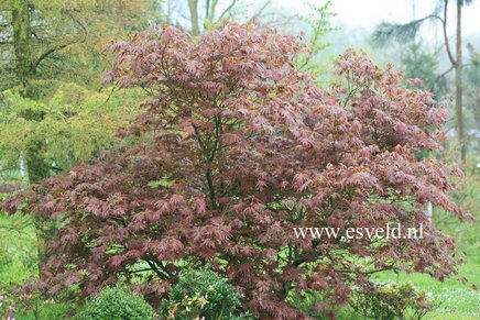 Acer palmatum 'Mirte'