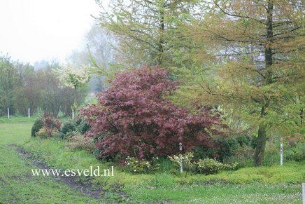 Acer palmatum 'Mirte'