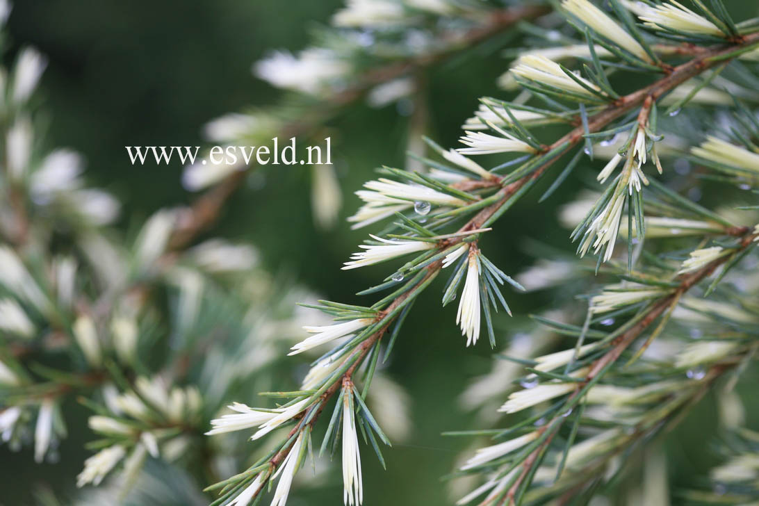 Cedrus deodara 'Silver Spring'