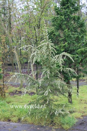 Cedrus deodara 'Silver Spring'