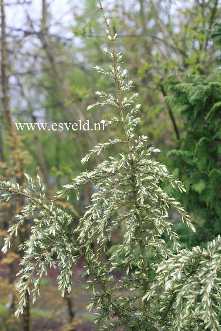 Cedrus deodara 'Silver Spring'